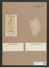 Navicula moreii O'Meara (de-Toni-Nr.: Genus 1, Species 375) Zeichnungen Sammlung Grunow Nr. 845 (NHMW-BOT-W0367281)
